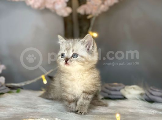 Orji̇nal Safkan Bri̇ti̇sh Shorthai̇r Lynx Poi̇nt görsel