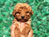 Xsmall Malti̇po Teacup Di̇şi̇ Erkek Yavrular Mevcut