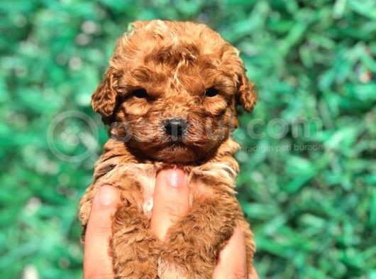 Xsmall Malti̇po Teacup Di̇şi̇ Erkek Yavrular Mevcut görsel