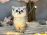 Pofuduk Bri̇ti̇sh Shorthai̇r Lynx Poi̇nt