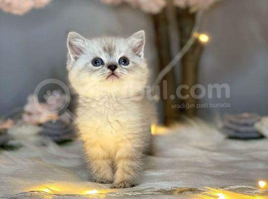Pofuduk Bri̇ti̇sh Shorthai̇r Lynx Poi̇nt görsel