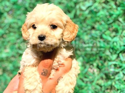 X Small Malti̇po Üst Düzey Yavrular Burada görsel