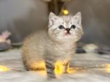 Orji̇nal Safkan Bri̇ti̇sh Shorthai̇r Lynx Poi̇nt