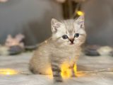 Orji̇nal Safkan Bri̇ti̇sh Shorthai̇r Lynx Poi̇nt