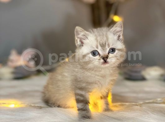 Orji̇nal Safkan Bri̇ti̇sh Shorthai̇r Lynx Poi̇nt