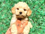 X Small Malti̇po Üst Düzey Yavrular Burada