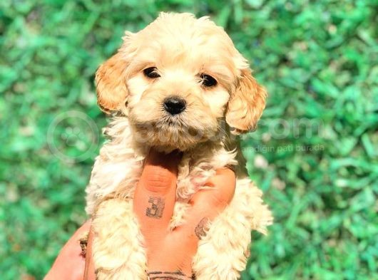 X Small Malti̇po Üst Düzey Yavrular Burada görsel