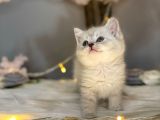 Ocean Blue Eyes Bri̇ti̇sh Shorthai̇r Lynx Poi̇nt