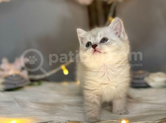 Ocean Blue Eyes Bri̇ti̇sh Shorthai̇r Lynx Poi̇nt görsel