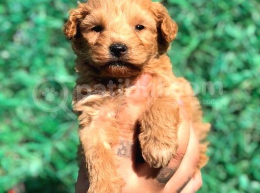 Xsmall Malti̇po Teacup Di̇şi̇ Erkek Yavrular Mevcut görsel