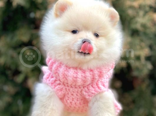 Safkan Pomeranian Boo Yavrularımız görsel