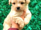 Malti̇po Tea Cup Üst Kali̇te Bebekleri̇mi̇z
