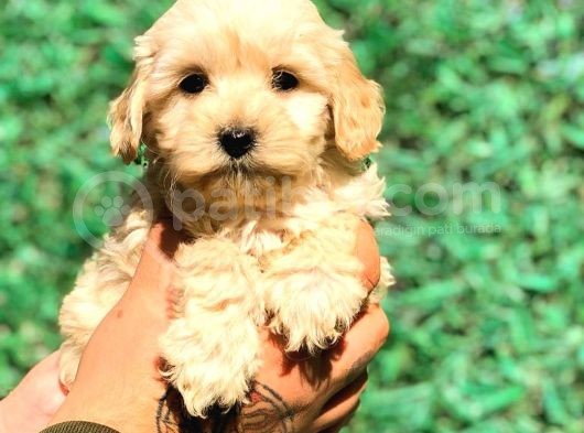 X Small Malti̇po Üst Düzey Yavrular Burada görsel