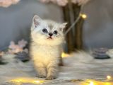 Pofuduk Bri̇ti̇sh Shorthai̇r Lynx Poi̇nt