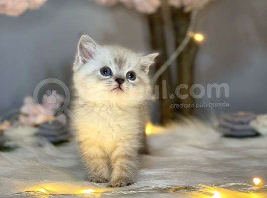 Pofuduk Bri̇ti̇sh Shorthai̇r Lynx Poi̇nt