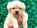 Malti̇po Tea Cup Üst Kali̇te Bebekleri̇mi̇z