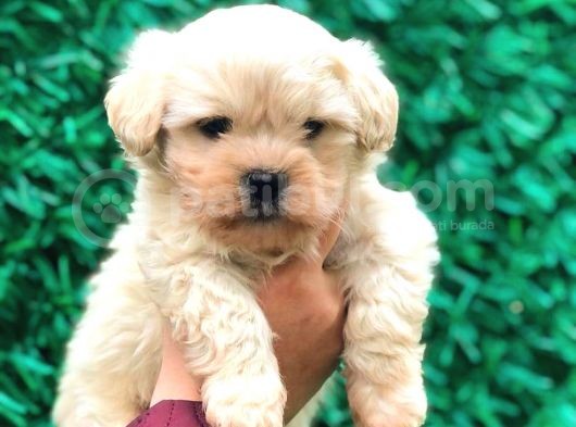 Malti̇po Tea Cup Üst Kali̇te Bebekleri̇mi̇z görsel