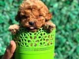 Xsmall Malti̇po Teacup Di̇şi̇ Erkek Yavrular Mevcut