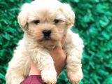 Malti̇po Tea Cup Üst Kali̇te Bebekleri̇mi̇z