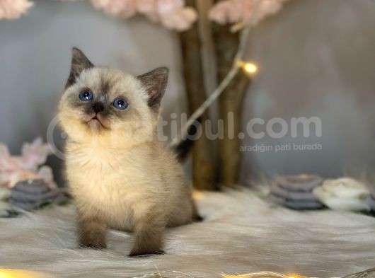 Show Color Bri̇ti̇sh Shorthai̇r Chocolate Poi̇nt görsel