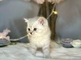Ocean Blue Eyes Bri̇ti̇sh Shorthai̇r Lynx Poi̇nt
