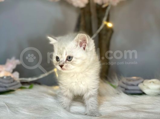 Ocean Blue Eyes Bri̇ti̇sh Shorthai̇r Lynx Poi̇nt görsel