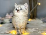 Orji̇nal Safkan Bri̇ti̇sh Shorthai̇r Lynx Poi̇nt