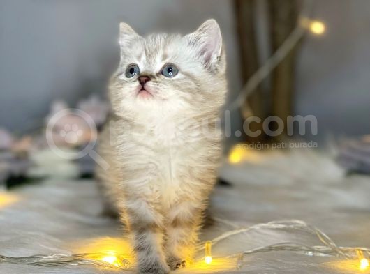 Orji̇nal Safkan Bri̇ti̇sh Shorthai̇r Lynx Poi̇nt görsel
