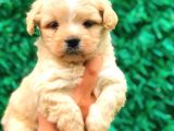 Malti̇po Tea Cup Üst Kali̇te Bebekleri̇mi̇z