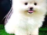 Ayı Surat Pomeranian Boo Yavrularımız