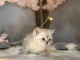 Pofuduk Bri̇ti̇sh Shorthai̇r Lynx Poi̇nt