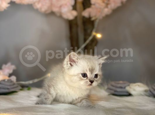 Pofuduk Bri̇ti̇sh Shorthai̇r Lynx Poi̇nt görsel