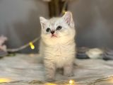 Ocean Blue Eyes Bri̇ti̇sh Shorthai̇r Lynx Poi̇nt