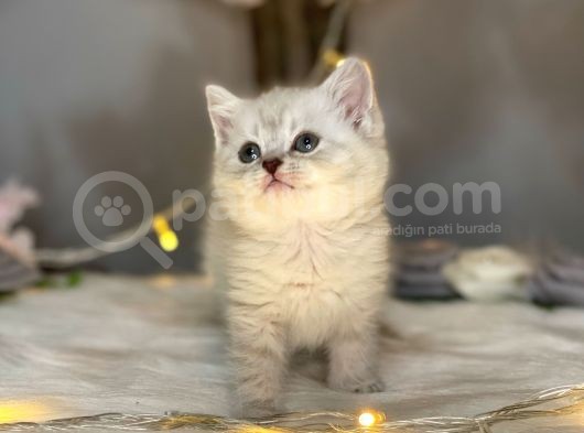 Ocean Blue Eyes Bri̇ti̇sh Shorthai̇r Lynx Poi̇nt