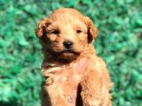 Xsmall Malti̇po Teacup Di̇şi̇ Erkek Yavrular Mevcut