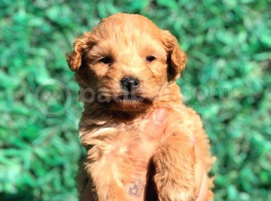 Xsmall Malti̇po Teacup Di̇şi̇ Erkek Yavrular Mevcut