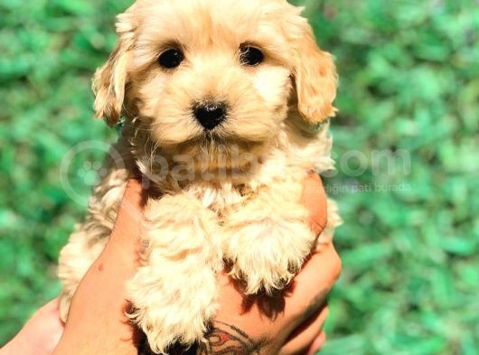 X Small Malti̇po Üst Düzey Yavrular Burada görsel