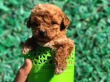 Xsmall Malti̇po Teacup Di̇şi̇ Erkek Yavrular Mevcut