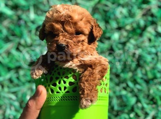 Xsmall Malti̇po Teacup Di̇şi̇ Erkek Yavrular Mevcut görsel