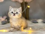Orji̇nal Safkan Bri̇ti̇sh Shorthai̇r Lynx Poi̇nt