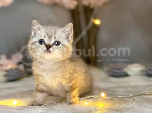 Orji̇nal Safkan Bri̇ti̇sh Shorthai̇r Lynx Poi̇nt görsel