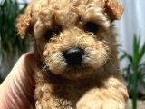 Irk Sağlık Ve Kilo Garantili Gerçek Toy Poodle Yavruları