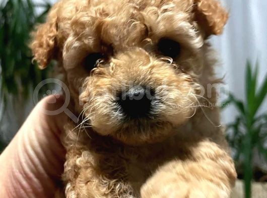 Irk Sağlık Ve Kilo Garantili Gerçek Toy Poodle Yavruları görsel