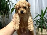 Irk Sağlık Ve Kilo Garantili Gerçek Toy Poodle Yavruları