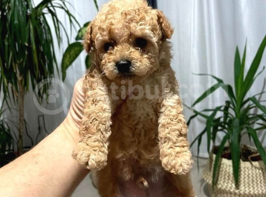Irk Sağlık Ve Kilo Garantili Gerçek Toy Poodle Yavruları görsel