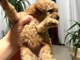 Irk Sağlık Ve Kilo Garantili Gerçek Toy Poodle Yavruları