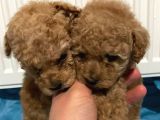 Irk Sağlık Ve Kilo Garantili Gerçek Toy Poodle Yavruları