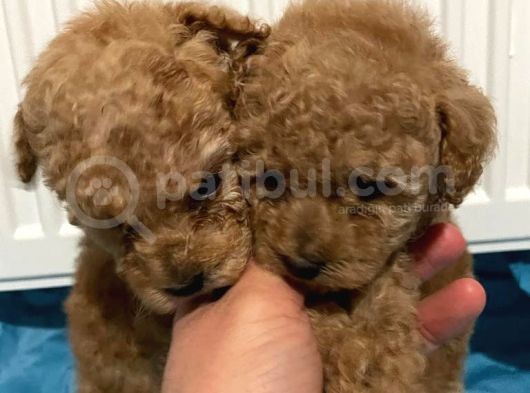 Irk Sağlık ve Kilo Garantili Gerçek Toy Poodle Yavruları
