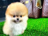 Ayı Surat Pomeranian Boo Yavrularımız