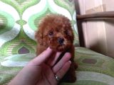 Toy Poodle Redbrown Kırmızı Safkan A Kalite Garantili